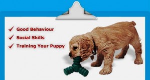 1. Early Habits e1314992917567 Top 10 Most Effective Tips on How to Train Dogs