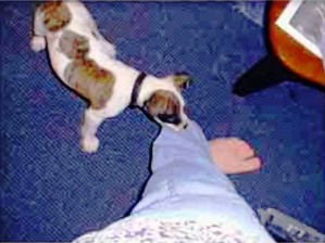 5. Discipline Time e1314992720895 Top 10 Most Effective Tips on How to Train Dogs