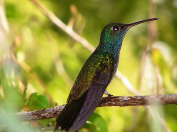 5. Honduran Emerald1 e1319799428621 Top 10 Rarest Birds in the World
