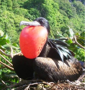 7. Christmas Island Frigatebird e1319799305228 Top 10 Rarest Birds in the World