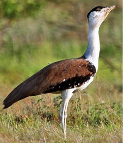 9. Great Indian Bustard e1319799193517 Top 10 Rarest Birds in the World