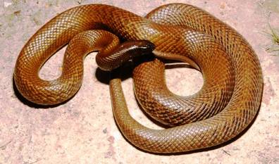 1. Inland Taipan Top 10 Most Dangerous Snake Species