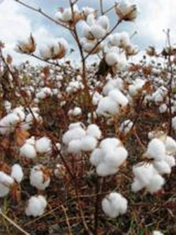 Top 10 Cotton Producing Countries 10. Greece e1322040289470 Top 10 Cotton Producing Countries