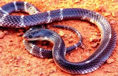 2. Common Indian Krait Top 10 Most Dangerous Snake Species