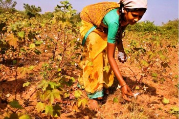 Top 10 Cotton Producing Countries 2. India e1322040803634 Top 10 Cotton Producing Countries