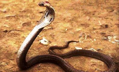 3. Philippine Cobra Top 10 Most Dangerous Snake Species