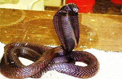 4. King Cobra Top 10 Most Dangerous Snake Species