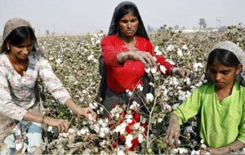 Top 10 Cotton Producing Countries 4. Pakistan e1322040702638 Top 10 Cotton Producing Countries
