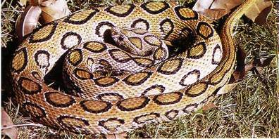 5. Russells Viper Top 10 Most Dangerous Snake Species