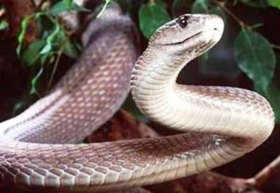 6. Black Mamba Top 10 Most Dangerous Snake Species