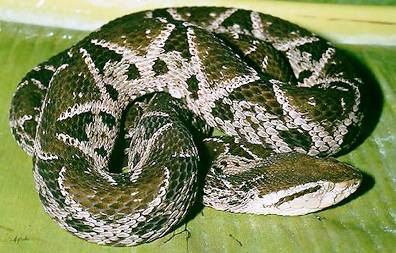 7. Yellow Jawed Tommygoff Top 10 Most Dangerous Snake Species