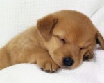gifts for dogs