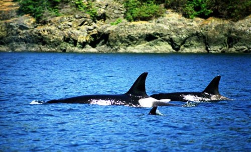 10 Best Places to Visit During Summer 4. Friday Harbor at San Juan Islands Washington e1334653143980 10 Best Places to Visit During Summer