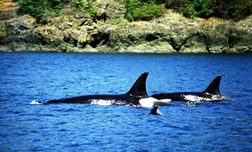 4. Friday Harbor at San Juan Islands Washington e1334653143980 10 Best Places to Visit During Summer