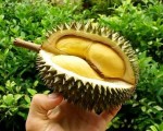 9. Durian