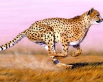 cheetah