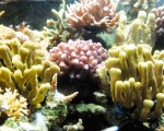 1. Corals