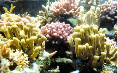 1. Corals e1339751817796 Top 10 Most Beautiful Underwater Animals