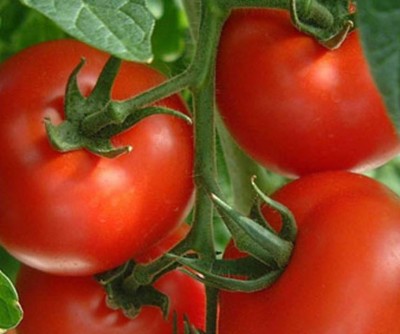 1.  Tomat e1339684699373 10 The Harus Memiliki Sayuran