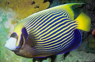 10. Emperor Angelfish e1339751958913 Top 10 Most Beautiful Underwater Animals