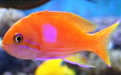 2. Squareback Anthias e1339751833214 Top 10 Most Beautiful Underwater Animals