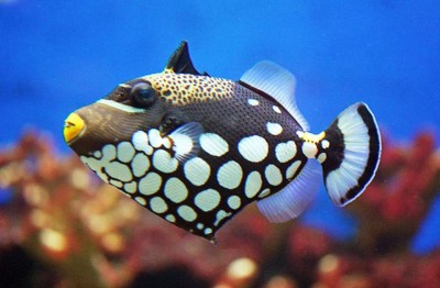 3. Clown Triggerfish e1339751848793 Top 10 Most Beautiful Underwater Animals