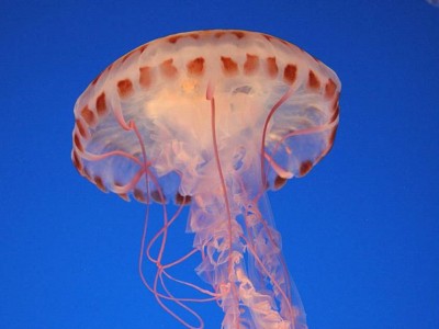 4. Jellyfish e1339751863444 Top 10 Most Beautiful Underwater Animals