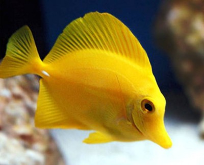 6. Yellow Tang e1339751893223 Top 10 Most Beautiful Underwater Animals