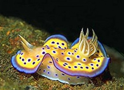 7. Nudibranch e1339751915419 Top 10 Most Beautiful Underwater Animals