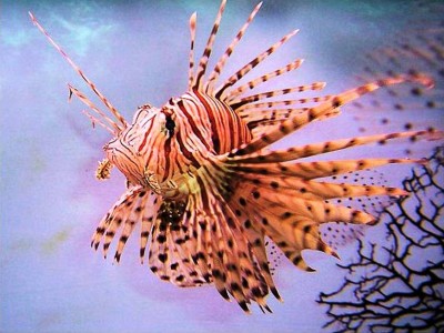 8. Lion fish e1339751931129 Top 10 Most Beautiful Underwater Animals