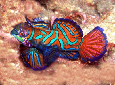 Top 10 Most Beautiful Underwater Animals 9. Mandarin fish e1339751944203 Top 10 Most Beautiful Underwater Animals