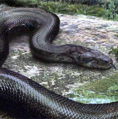 1. Titanoboa – 40 to 50 feet e1341308427105 Top 10 Largest Snakes in the World