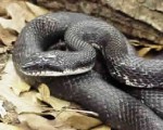 10. Western Black Ratsnake – 8 feet