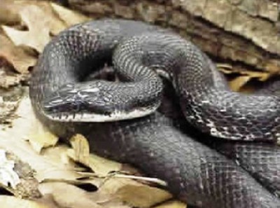 10. Western Black Ratsnake – 8 feet e1341308549280 Top 10 Largest Snakes in the World
