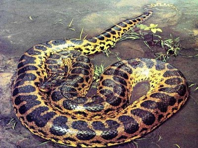 2. Green Anaconda – 37 feet e1341308441899 Top 10 Largest Snakes in the World