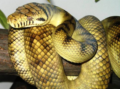 3. Scrub Phyton – 26 feet e1341308451925 Top 10 Largest Snakes in the World