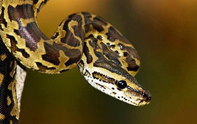 5. African Rock Phyton – 20 feet e1341308483598 Top 10 Largest Snakes in the World