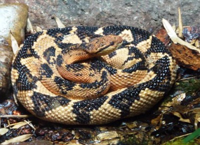 8. Bushmaster – 12 feet e1341308520217 Top 10 Largest Snakes in the World