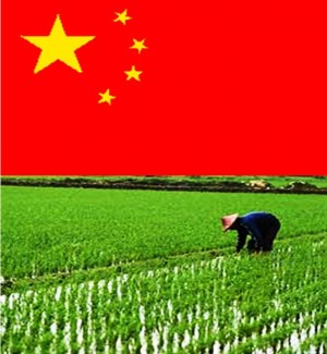 1. China1 e1348141304127 Top 10 Rice Producing Countries in the World