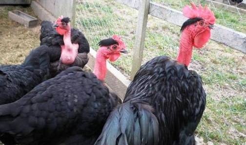 1. The Naked Neck Top 10 Weirdest Chicken Breeds