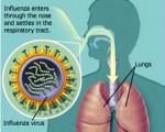 1. What is Flu