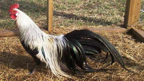 10. The Phoenix Top 10 Weirdest Chicken Breeds