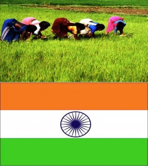 2. India e1348141319718 Top 10 Rice Producing Countries in the World