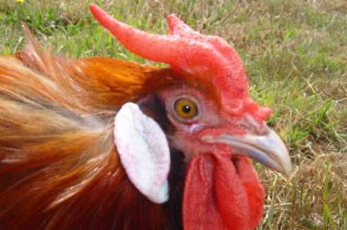 2. The La Fleche Top 10 Weirdest Chicken Breeds