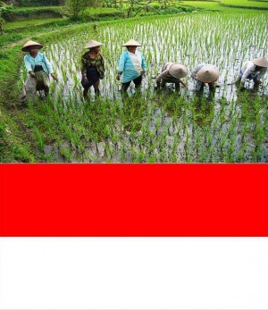 3. Indonesia e1348141464569 Top 10 Rice Producing Countries in the World