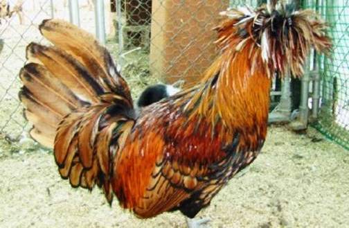 3. The Laced Polish Top 10 Weirdest Chicken Breeds