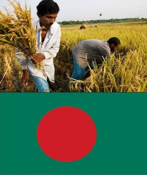 4. Bangladesh e1348141351375 Top 10 Rice Producing Countries in the World