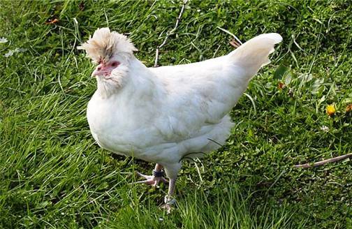4. The Polverara Top 10 Weirdest Chicken Breeds