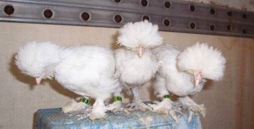 5. The Sultan Top 10 Weirdest Chicken Breeds