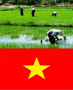 5. Vietnam e1348141361728 Top 10 Rice Producing Countries in the World